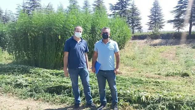 Kenevir bitkisi kontrolleri yapıldı
