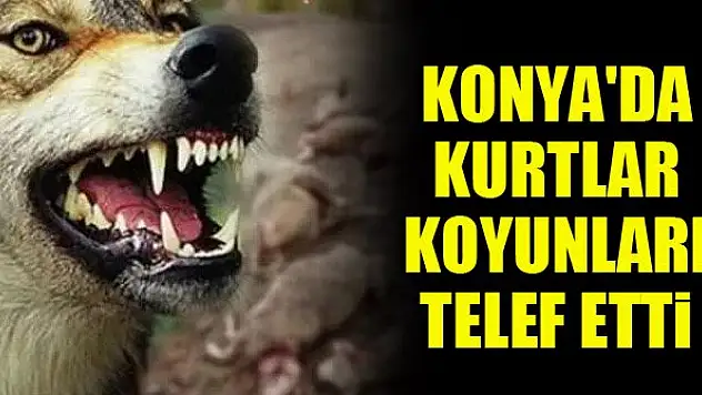 Konya'da kurtlar koyunları telef etti