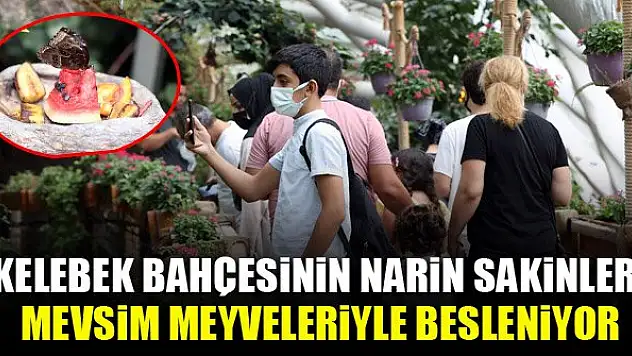 Kelebek bahçesinin narin sakinleri, mevsim meyveleriyle besleniyor