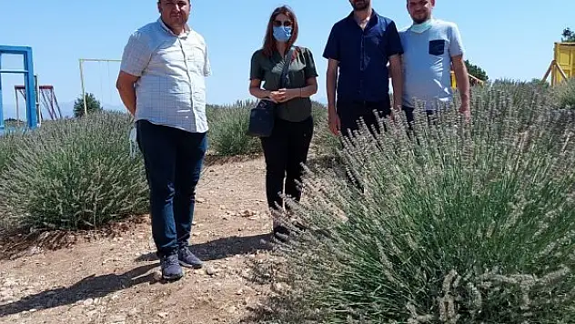 Ilgın'da lavanta  üretimi yapılacak