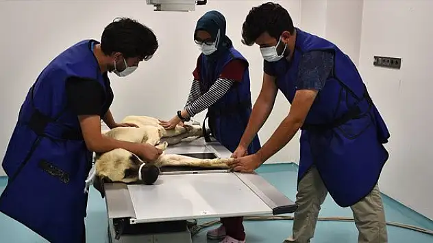 Konya'daki hayvan hastanesi sevimli dostlara şifa oluyor