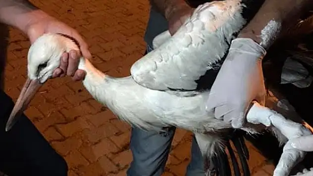 Yalıhüyük'te yaralı halde bulunan leylek tedavi edildi