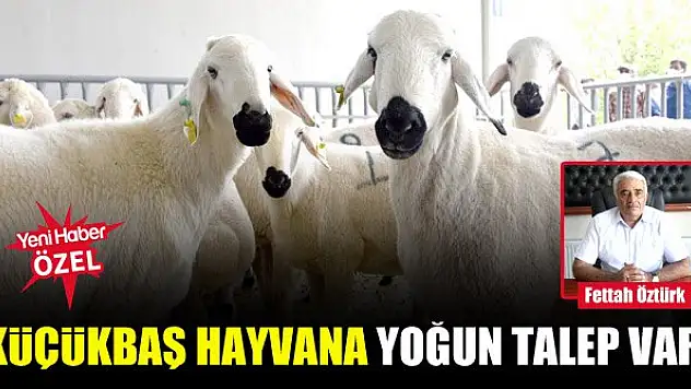 Küçükbaş hayvana yoğun talep var