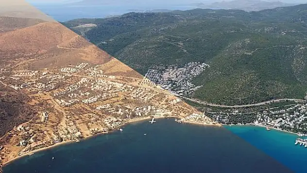 Yanan orman alanları 3-5 yılda tamamen 'yeşil örtüye' dönüşecek