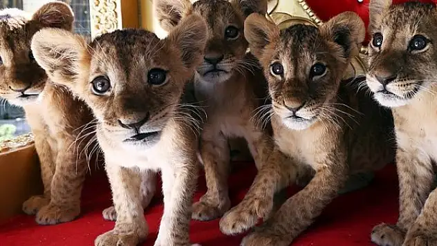 Yavru aslanlar Başkentli çocukların ilgi odağı