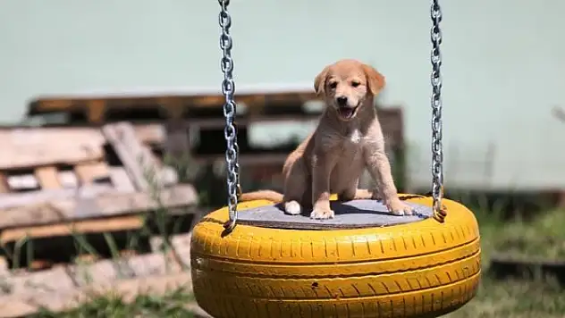 Barınakta sokak hayvanlarına sevgiyle bakılıyor