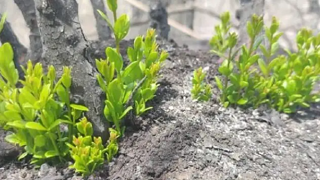 Yanan orman alanlarında doğa yeniden canlanıyor