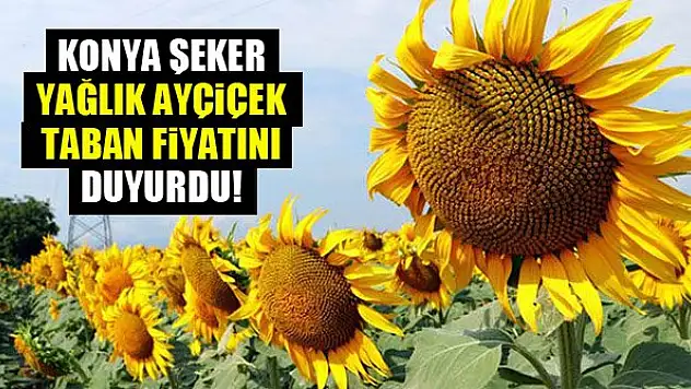 Konya Şeker, yağlık ayçiçek taban fiyatını duyurdu!