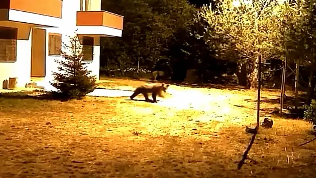 Alarm sesine aldırış etmeyen iki ayı
