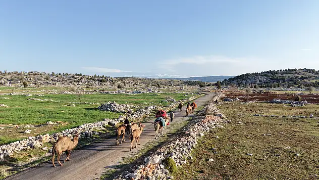 Anadolu'da asırlık gelenek sürüyor: Sarıkeçili Yörüklerinin 20 günlük göç yolculuğu başladı
