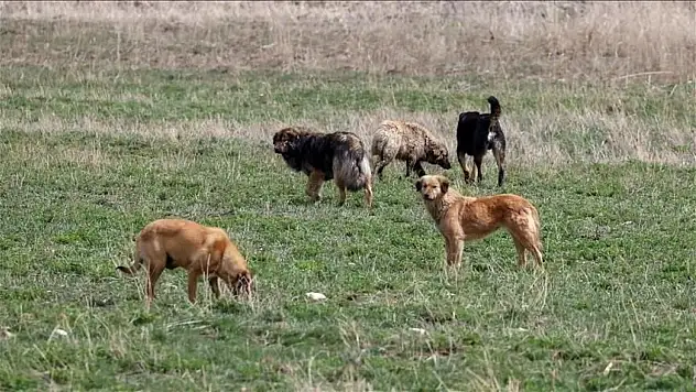 Bakanlıktan sahipsiz köpek saldırılarına ilişkin flaş hamle: İki belediye başkanına soruşturma izni