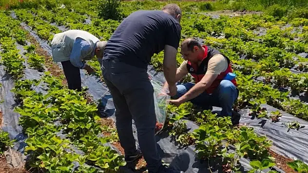 Beyşehir'de çilek hasadı öncesi kritik süreç: Ekipler pestisit denetimi yaptı