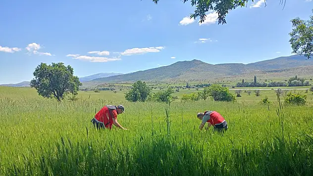 Beyşehir'de tarlalarda süne nöbeti: Tarım müdürlüğü ekipleri sahaya indi