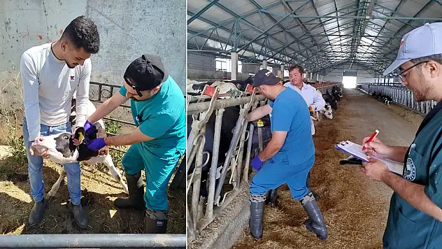 Ilgın'da hastalıktan ari işletmelere sıkı denetim: Kontroller aralıksız sürüyor