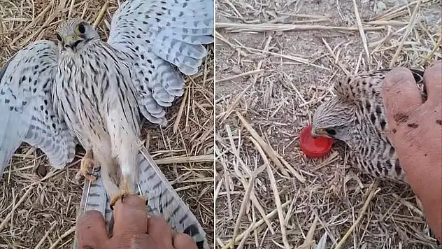 Karapınar'da bahçeye düşen bitkin yavru kerkeneze şefkat eli