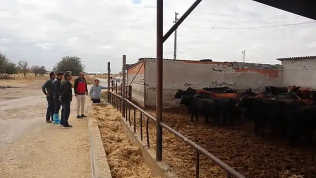 Karapınar'da hayvancılık işletmelerine saha incelemesi