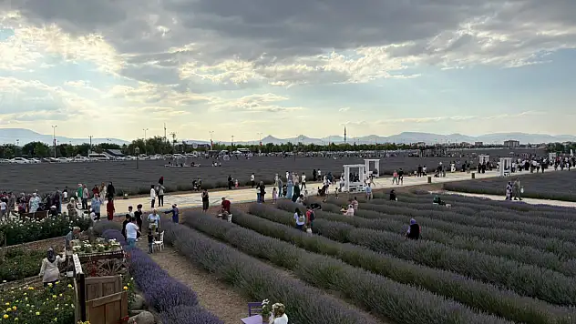 Karatay'da lavanta zamanı: 340 dönümlük bahçede festival coşkusu