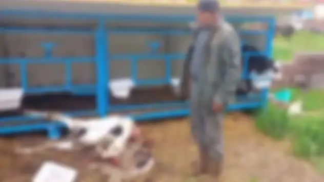 Konya'da dehşet: Başıboş köpekler paramparça etti