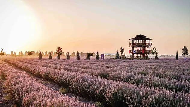 Konya'da lavanta mevsimi başlıyor: Moloz yığınından turizm zirvesine