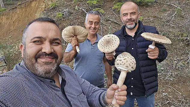 Konya'da dev mantarları motorlu testere ile topladılar!