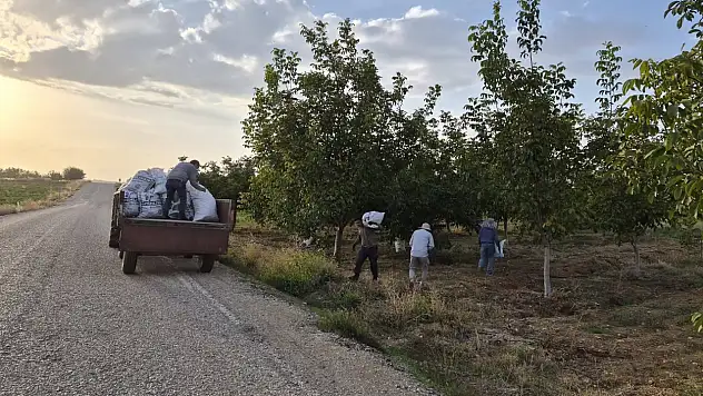 Konya'nın ceviz üretimiyle öne çıkan ilçesinde hasat: Kilosu bakın kaç lira!
