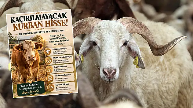 Kurban hissesinde 'ucuz fiyat' tuzağı: Dolandırıcıların yeni yöntemi 'oltalama'