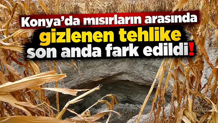 Konya’da mısırların arasında gizlenen tehlike son anda fark edildi!