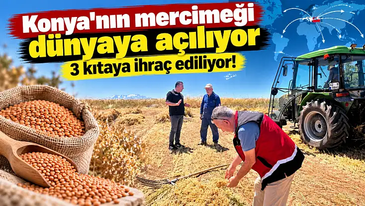 Konya'nın mercimeği dünyaya açılıyor: 3 kıtaya ihraç ediliyor!