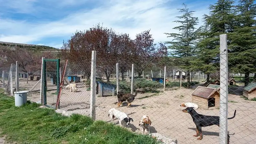 Bahçesinde 180 köpeğe bakan kişiye büyük ceza