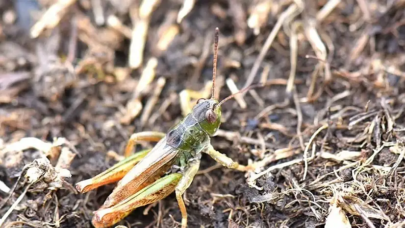 Hakkari Üniversitesi bilim insanları yeni bir çekirge cinsi keşfetti