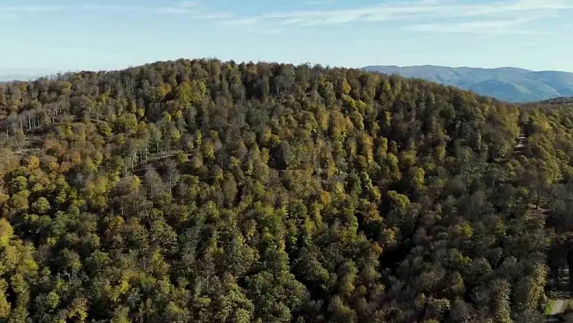 Sonbahar renklerine bürünen ormanlar görüntülendi
