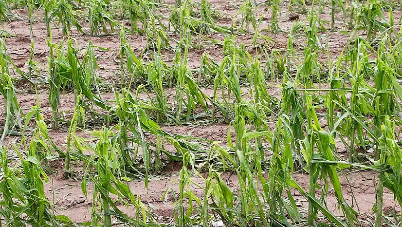 TARSİM tarafından teminat altına alınacak ürün ve riskler belirlendi