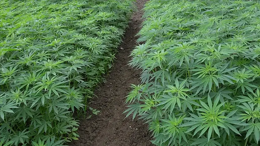 Kenevir üretiminde yeni dönem başladı: Konya dahil 21 ilde ekim yapılabilecek