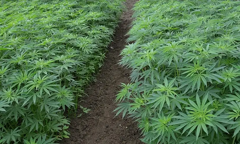 Kenevir üretiminde yeni dönem başladı: Konya dahil 21 ilde ekim yapılabilecek