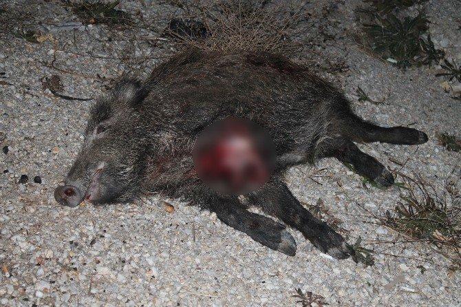 Başkan’ın makam aracı domuz sürüsüne çarptı
