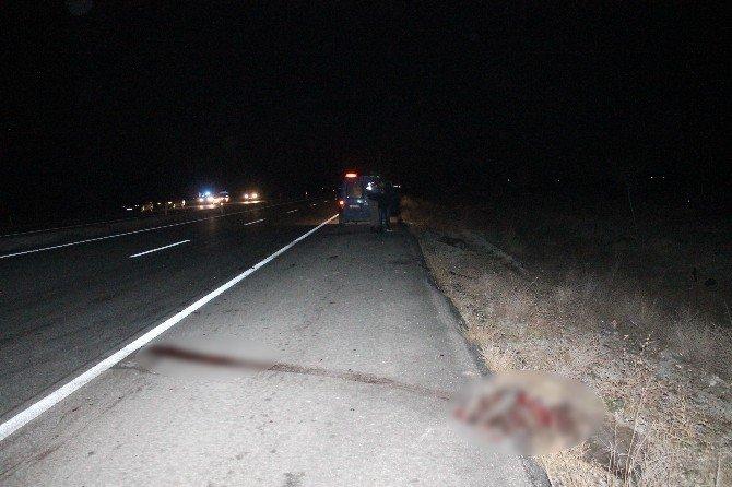 Başkan’ın makam aracı domuz sürüsüne çarptı