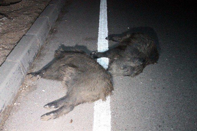 Başkan’ın makam aracı domuz sürüsüne çarptı