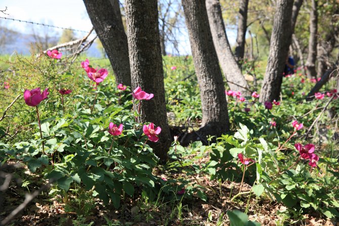Bu çiçeği koparmanın cezası 60 bin TL