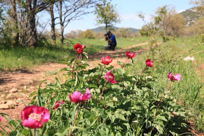 Bu çiçeği koparmanın cezası 60 bin TL