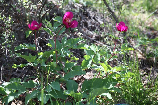 Bu çiçeği koparmanın cezası 60 bin TL