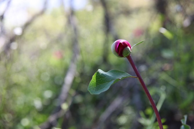 Bu çiçeği koparmanın cezası 60 bin TL