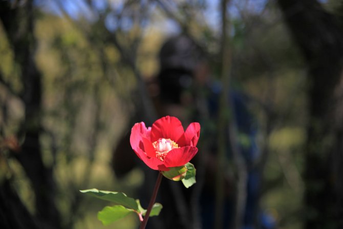 Bu çiçeği koparmanın cezası 60 bin TL