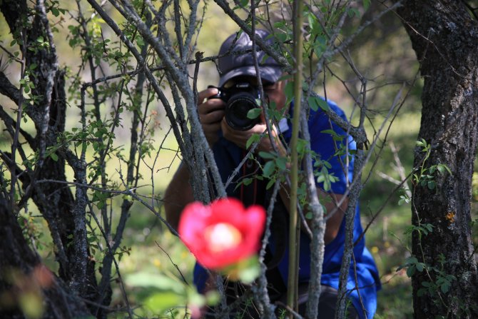 Bu çiçeği koparmanın cezası 60 bin TL