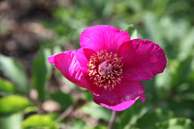 Bu çiçeği koparmanın cezası 60 bin TL