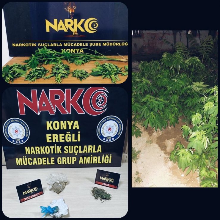 Konya'da ilk kez peçeteye emdirilmiş bonzai ele geçirildi