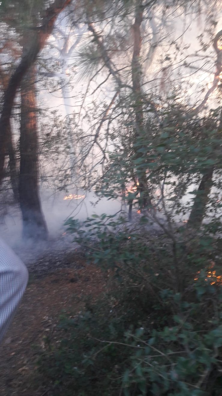 Büyükada'da ormanlık alanda yangın (2)