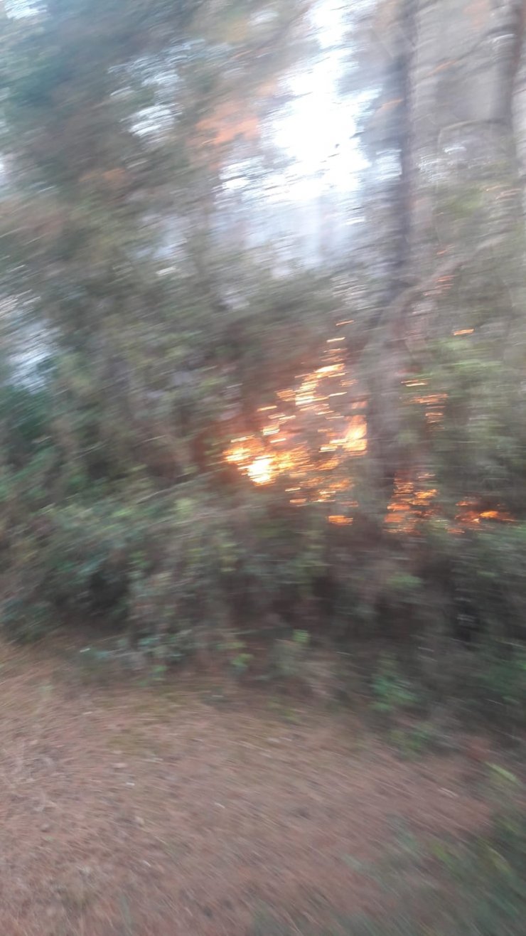 Büyükada'da ormanlık alanda yangın (2)