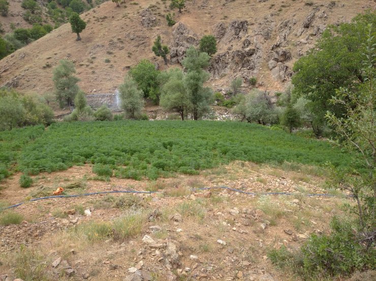 Bingöl ve Diyarbakır'da 10 milyon kök kenevir ele geçirildi