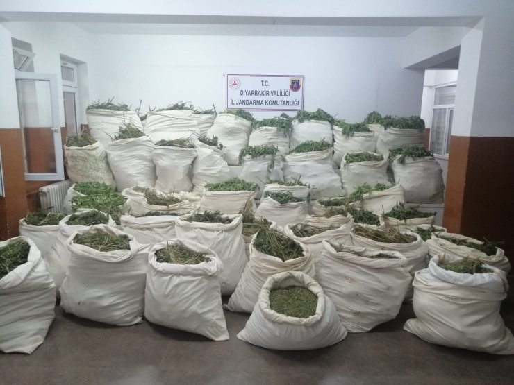 Bingöl ve Diyarbakır'da 10 milyon kök kenevir ele geçirildi