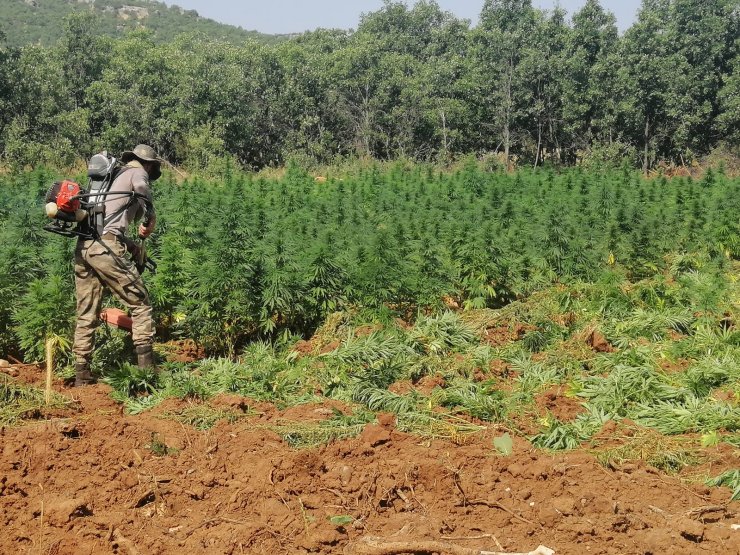 Bingöl ve Diyarbakır'da 10 milyon kök kenevir ele geçirildi